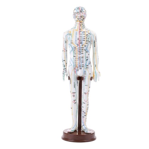 Mannequin acupuncture très - mannequin, d'acupuncture