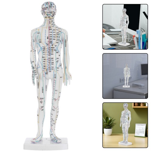 Modèle acupuncture corps - modèle,